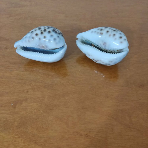 Natural Cyprus tiger shells new, set of 2 pieces