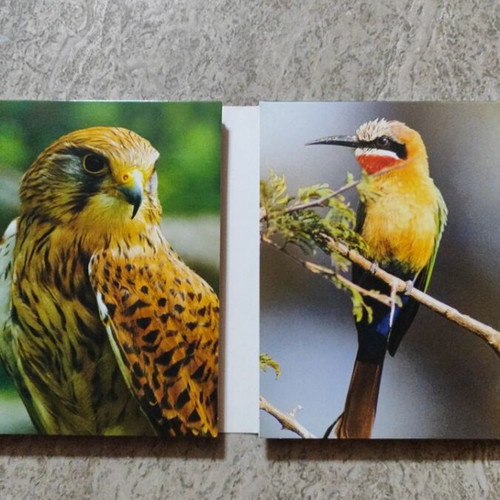 BBC The Life Of Birds The Life of Birds box set with 4 DVDs like new