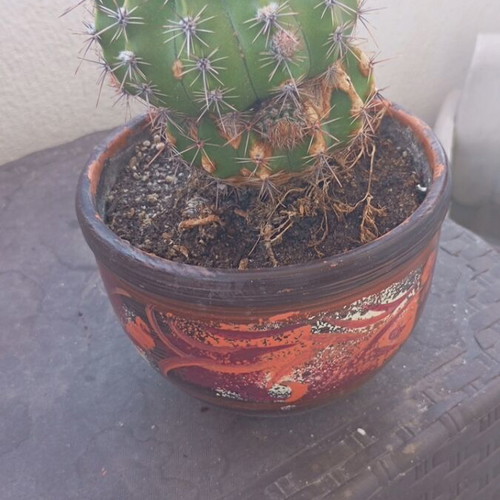 Echinopsis cactus large in hand-painted ceramic pot like new