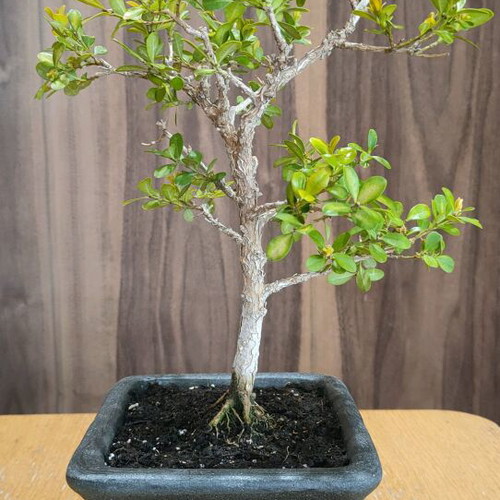 BONSAI  buxus