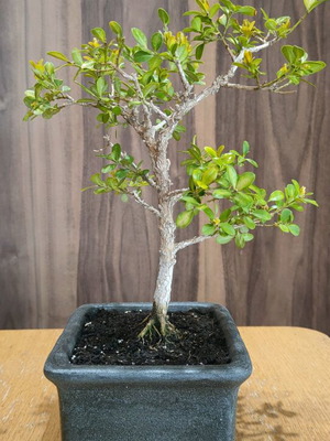 BONSAI  buxus