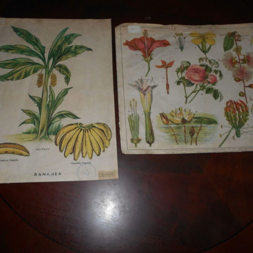 School posters flowers and bananas used, set of 2, 33x40cm