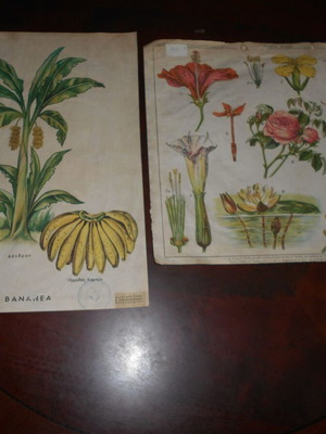 School posters flowers and bananas used, set of 2, 33x40cm