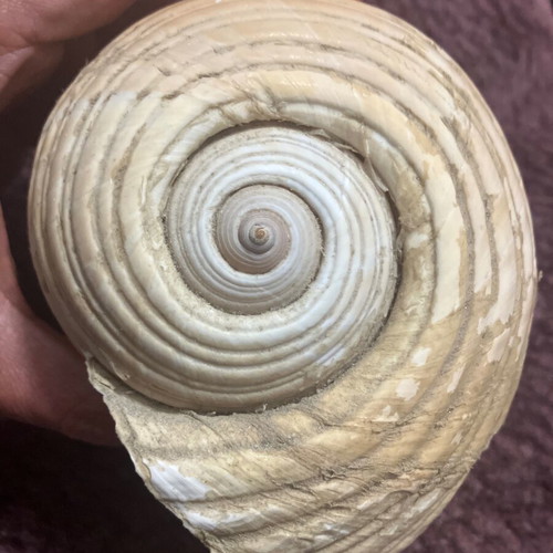 Large shell used, decorative, 15 centimeters