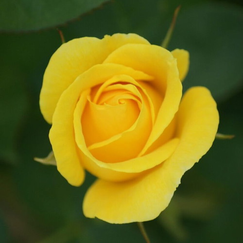 Yellow Rose Exotic Flowering Plant Seeds, pack of 25