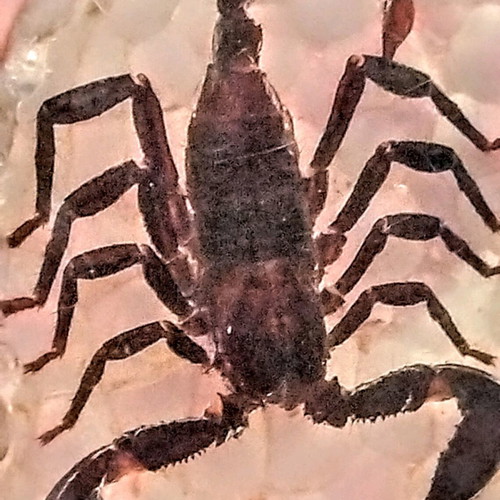 Large Scorpion in epoxy resin like new, souvenir from Malaysia
