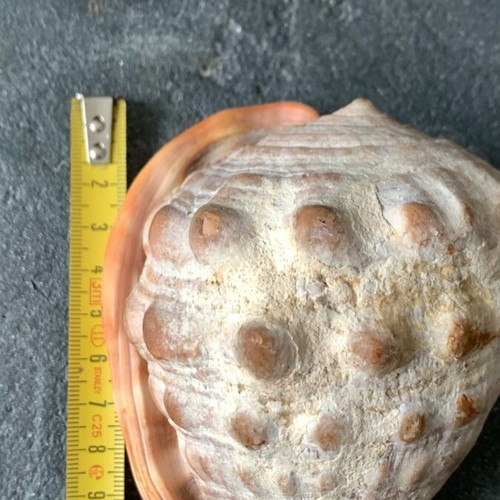 Shell used, as shown