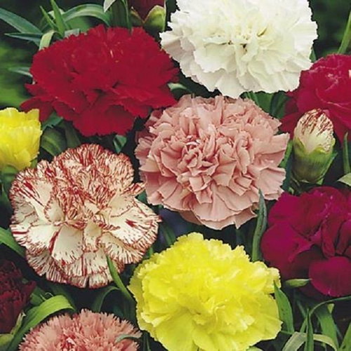 Beninga carnation plant seeds, pack of 10
