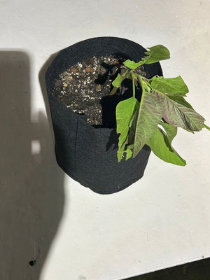 Amaranth plants in fabric pot ready for transplanting