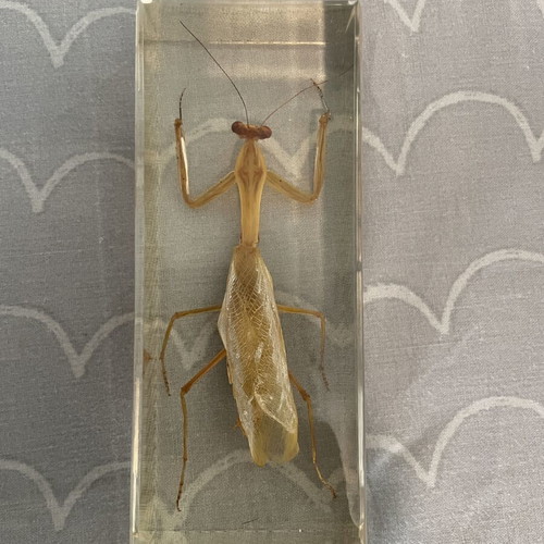 Collection of 9 insects and arthropods in resin