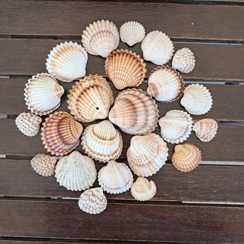 Natural seashell collection like new, pack of 25, various sizes