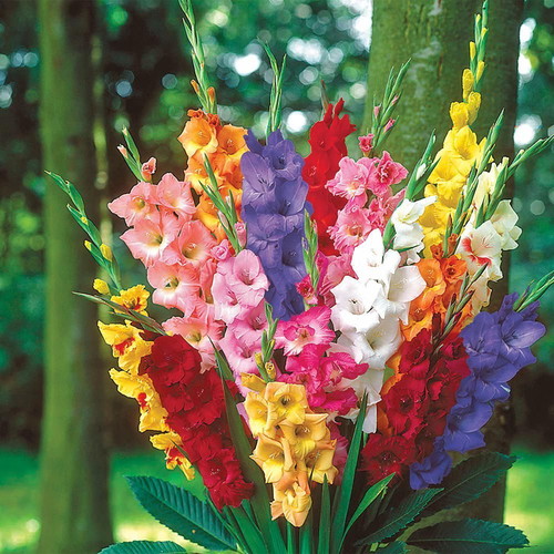 Gladiolus flower seeds, multicolor mix, 20 pieces