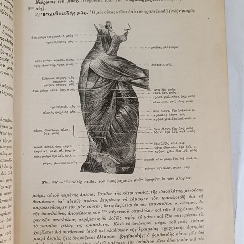 Anatomy of Man used, 1914, by N.P. Michalakeas