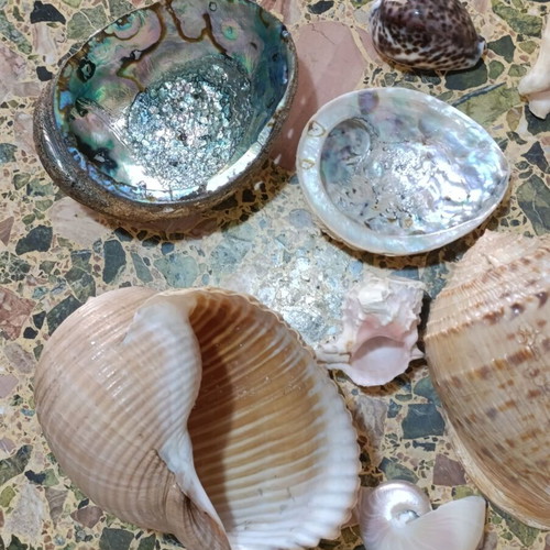 Seashells used, assorted pack with minor damages