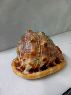 Large collectible shell used, big size