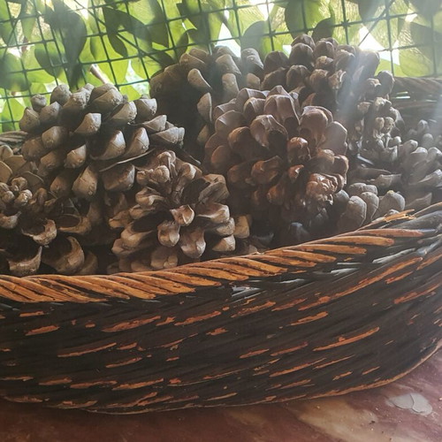 Basket with 15 pine cones