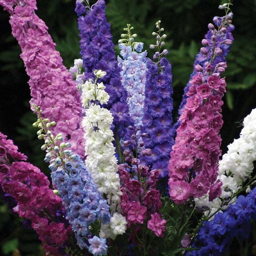 Delphinium Mix ornamental flower seeds, 25 pcs, multicolored