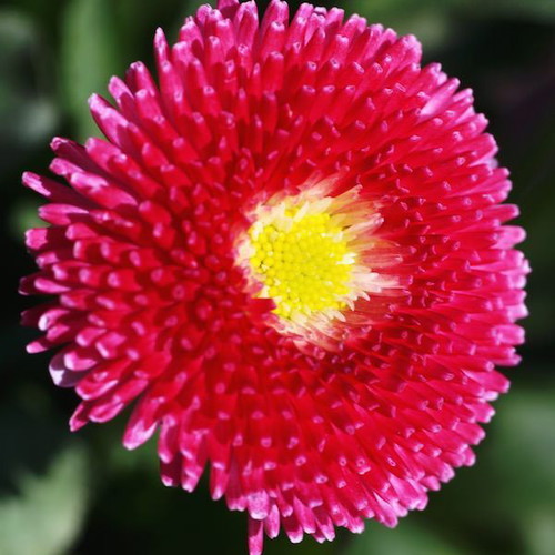 20 Super Enorma Bellis Perennis Daisy Seeds ornamental plant