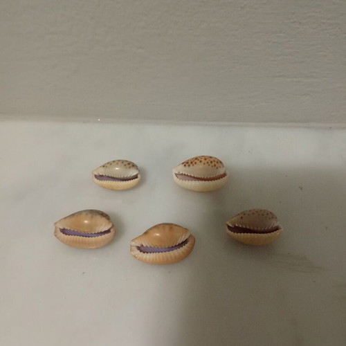 Cypraeidae shells like new, pack of 5, Ionian Sea