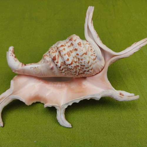 Natural spider conch shell used, 21cm
