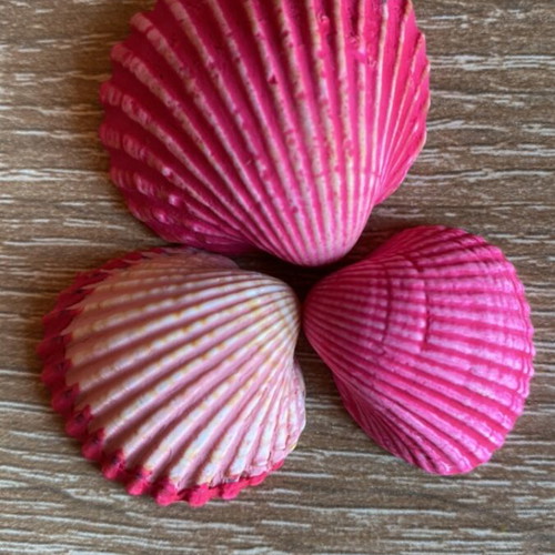 Decorative seashells hand-painted set of 18 with acrylic colors
