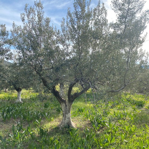 Ελιές δέντρα καινούργια, 80-100 χρόνων από Ερμιόνη