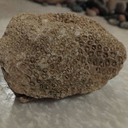 Coral fossil from Crete like new