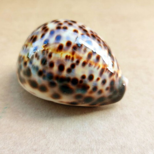 Natural Cypraea Tigris shell 7 cm like new