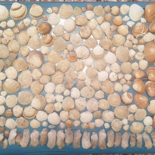720 seashells various designs and sizes