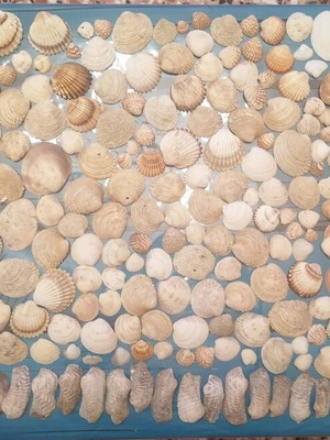 720 seashells various designs and sizes
