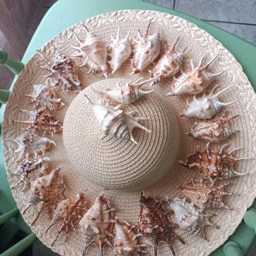 Spider shells like new, pack of 22, tropical