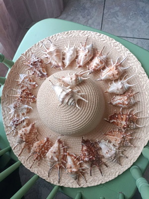 Spider shells like new, pack of 22, tropical