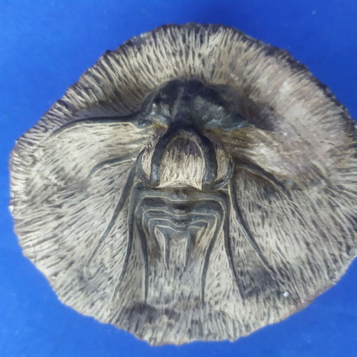 Trilobite display models set of 3, synthetic material, Moroccan