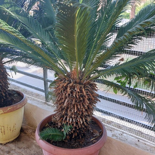 Tsikas plants used, set of 2, 15 years old
