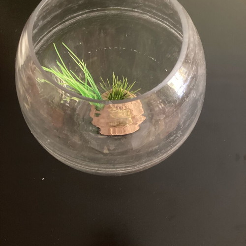Fish bowl used, minimally used