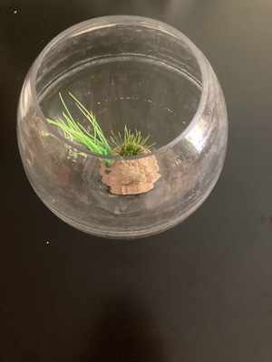 Fish bowl used, minimally used