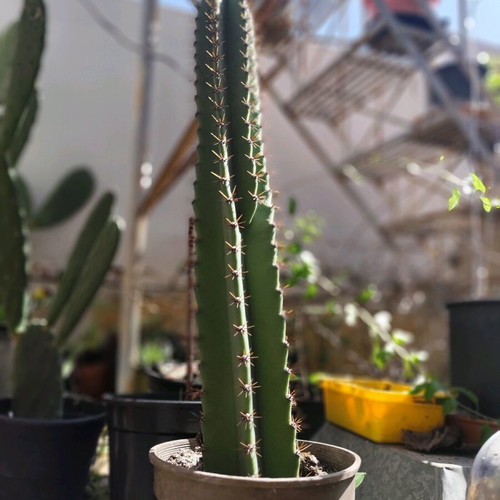 Cactus new 100 centimeters with impressive flowering