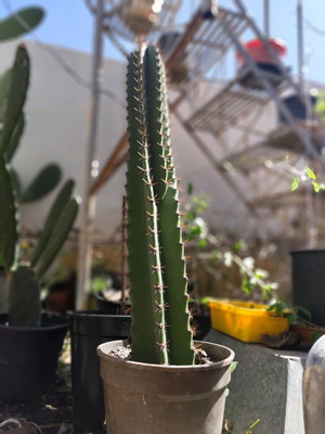 Cactus new 100 centimeters with impressive flowering