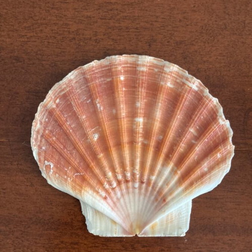 Decorative shell Pecten maximus like new, 12x11 cm