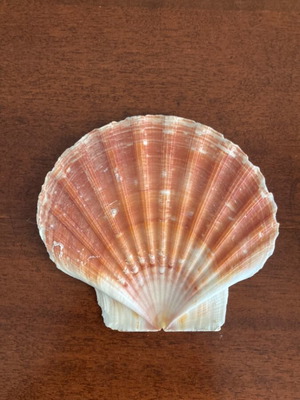 Decorative shell Pecten maximus like new, 12x11 cm