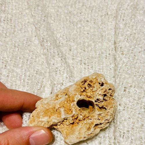 Coral fossil new, thousands of years old for collectors
