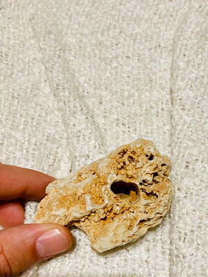 Coral fossil new, thousands of years old for collectors