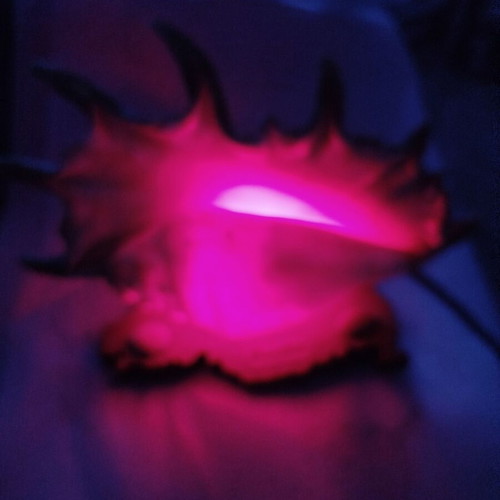 Vintage shell lamp used from Mauritius