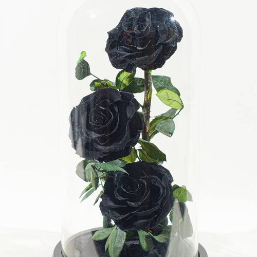 Forever Roses 3 Black 32cm Preserved Love Roses in Glass Dome New