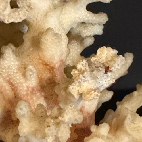 Natural White Coral on Wooden Base collectible sea decoration like new
