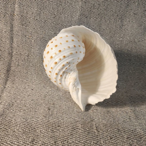 Tonna Dolium seashell like new, 13x12x10 cm