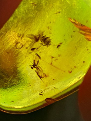 Authentic Myanmar amber with trapped insects and plants, new 2.6cm