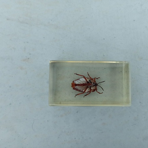 National Geographic Stink Bug collectible like new with book and label
