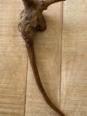 Decorative driftwood piece used