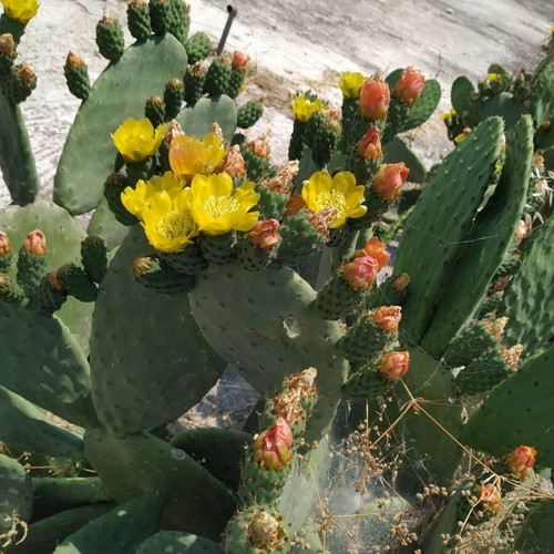 Prickly Pear Cactus in Pot, Like New, Medium Size 0.8m-1m Height